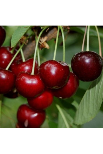 Черешня великоплідна Гігант Ред